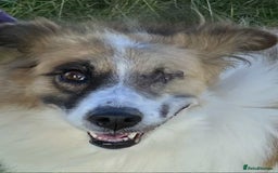 Mixed Breed dogs for adoption: Jessie ❤️ - Advert 2