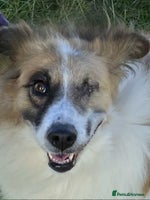 Mixed Breed dogs Jessie ❤️ - Advert 4