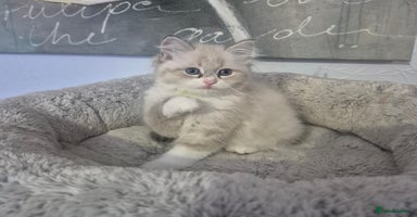 Siberian cats - Advert 9