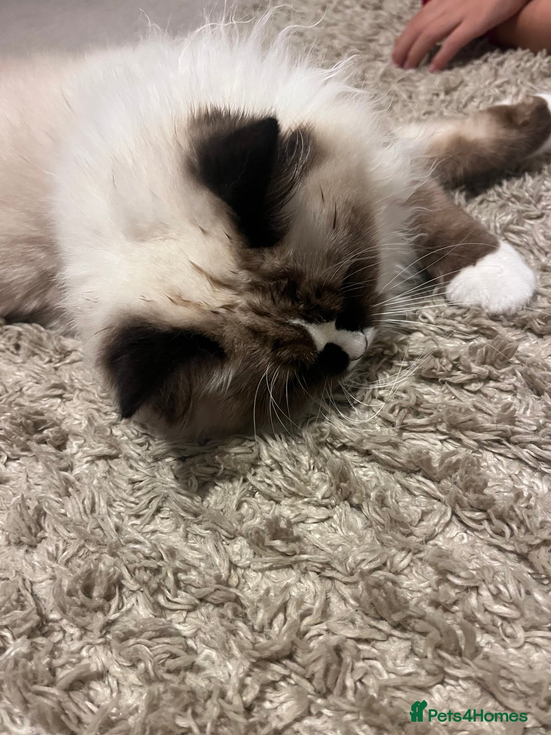 Ragdoll cats for sale: 11 month old ragdoll female  - Advert 4