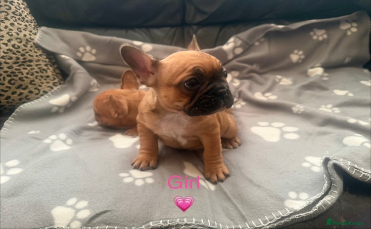 French Bulldog dogs - Advert 1
