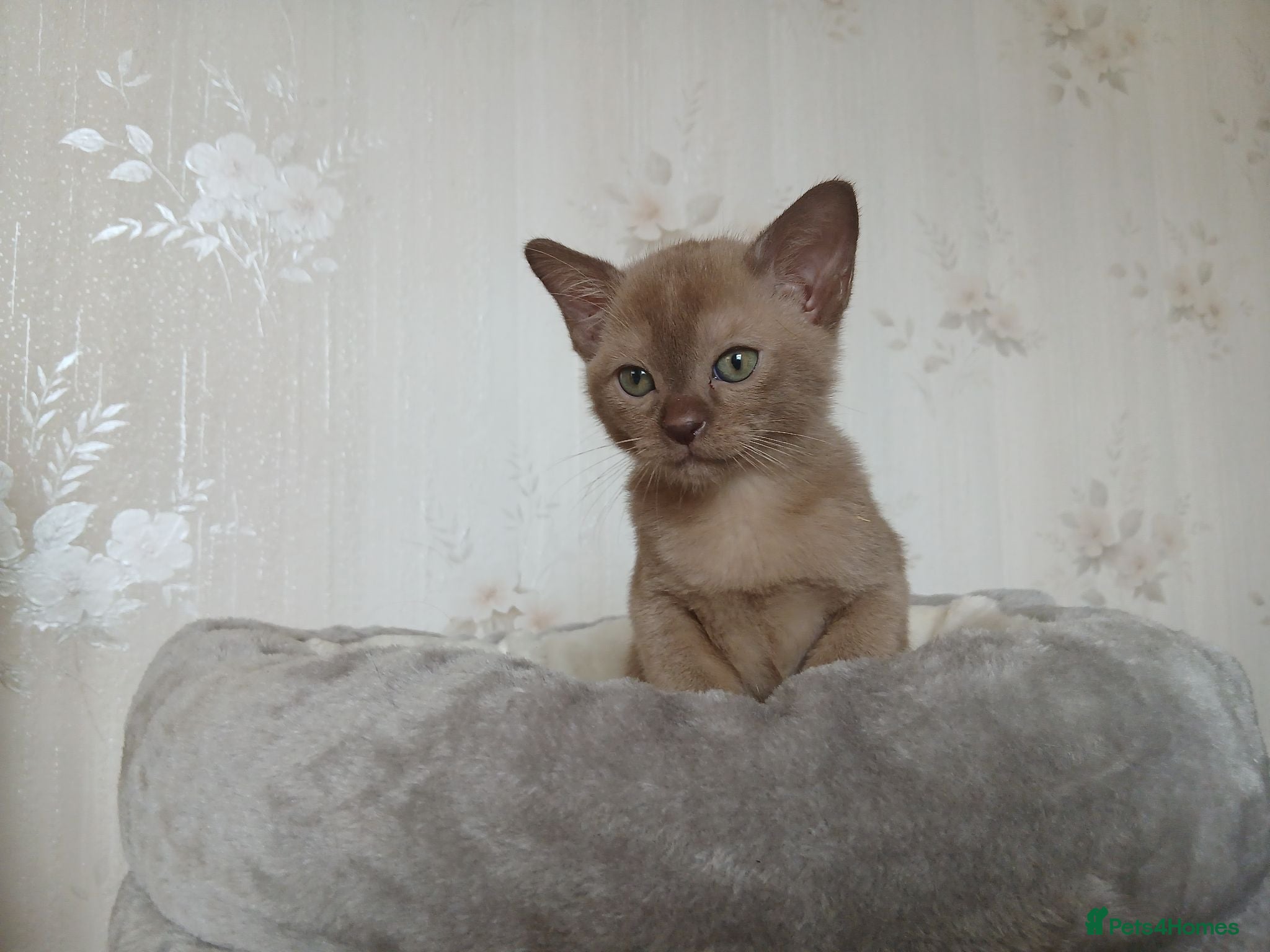 Burmese cats Chocolate Burmese Boy.  GCCF Reg.  - Advert 13