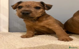 Lakeland Terrier dogs for sale: 5 Gorgeous Lakeland Terriers  - Image 17