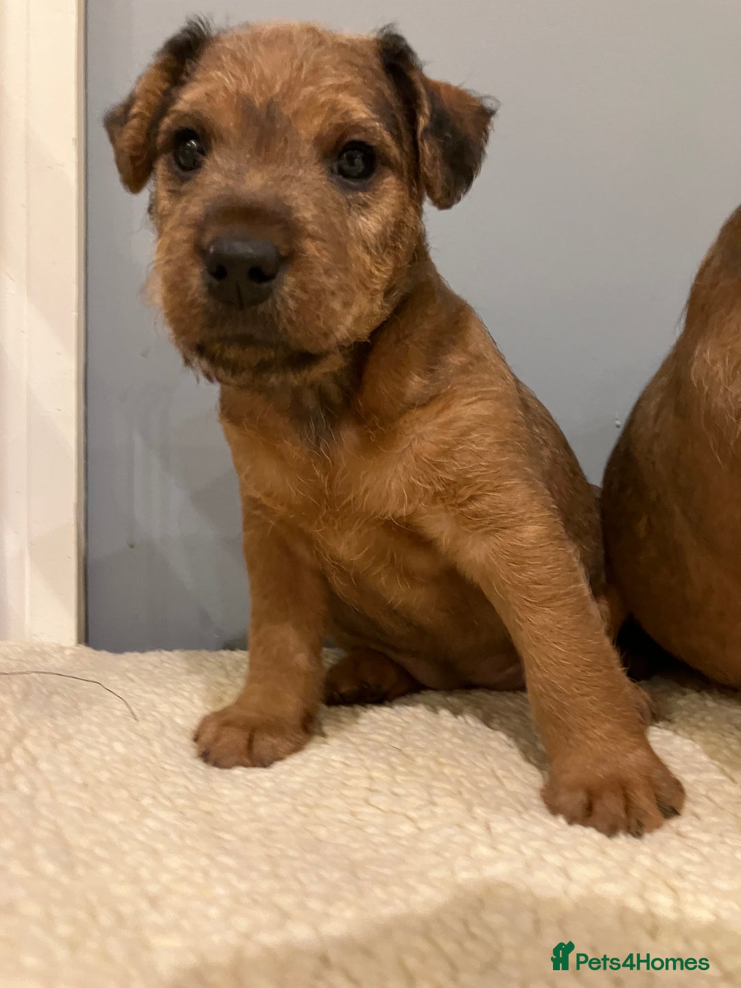 Lakeland Terrier dogs for sale: 5 Gorgeous Lakeland Terriers  - Image 17