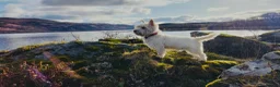West Highland Terrier dogs for stud: Westie Stud - Advert 2