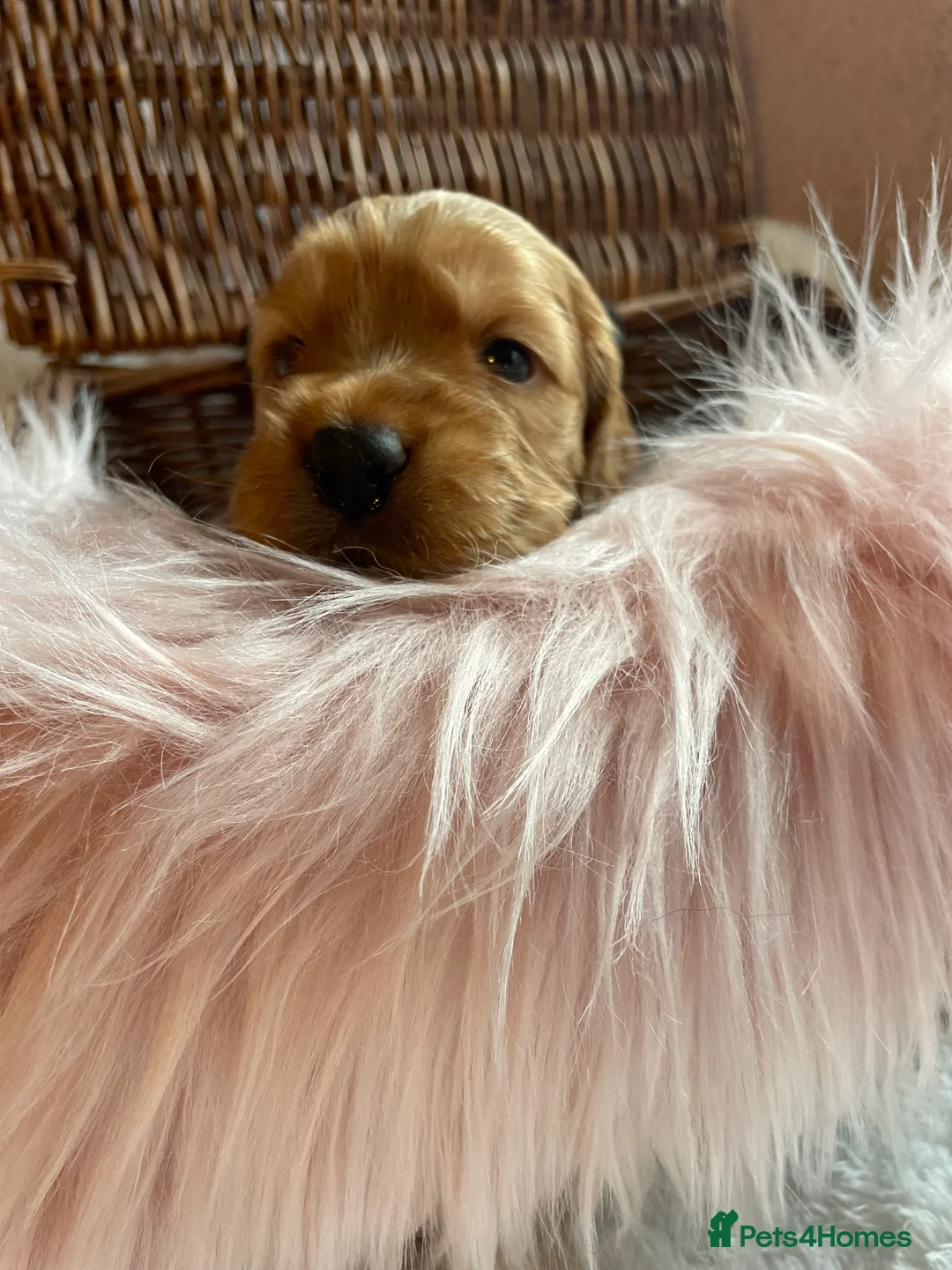 Mixed Breed dogs for sale: V.RARE ! Miniature GOLDEN RETRIEVERS(Dakota sport) - Advert 11