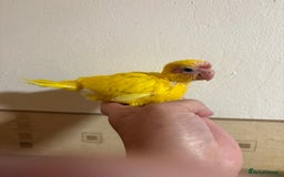 Parakeets birds for sale: Buttercup Kakariki - Advert 8