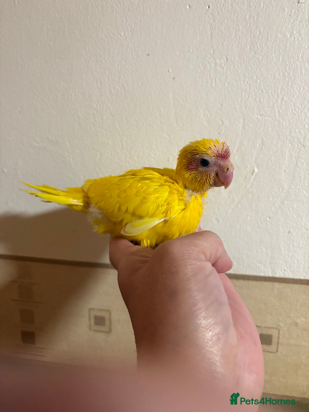 Parakeets birds for sale: Buttercup Kakariki - Advert 8