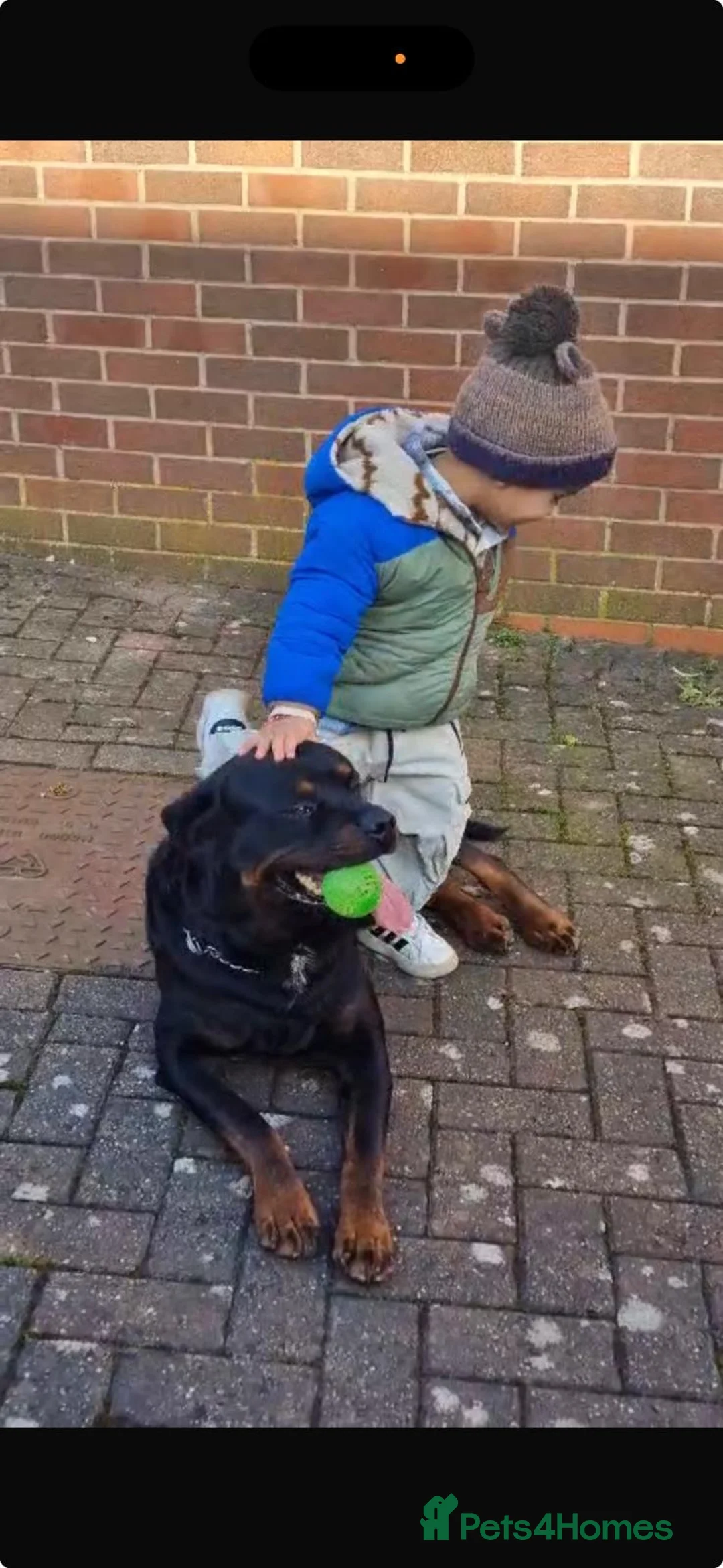 Rottweiler dogs for sale: Beautiful, Loyal Rottweiler “Leo”  - Advert 2