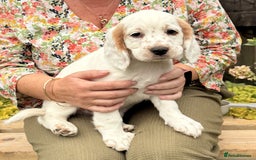 Sprocker dogs for sale: Sprockers For Sale  - Image 6