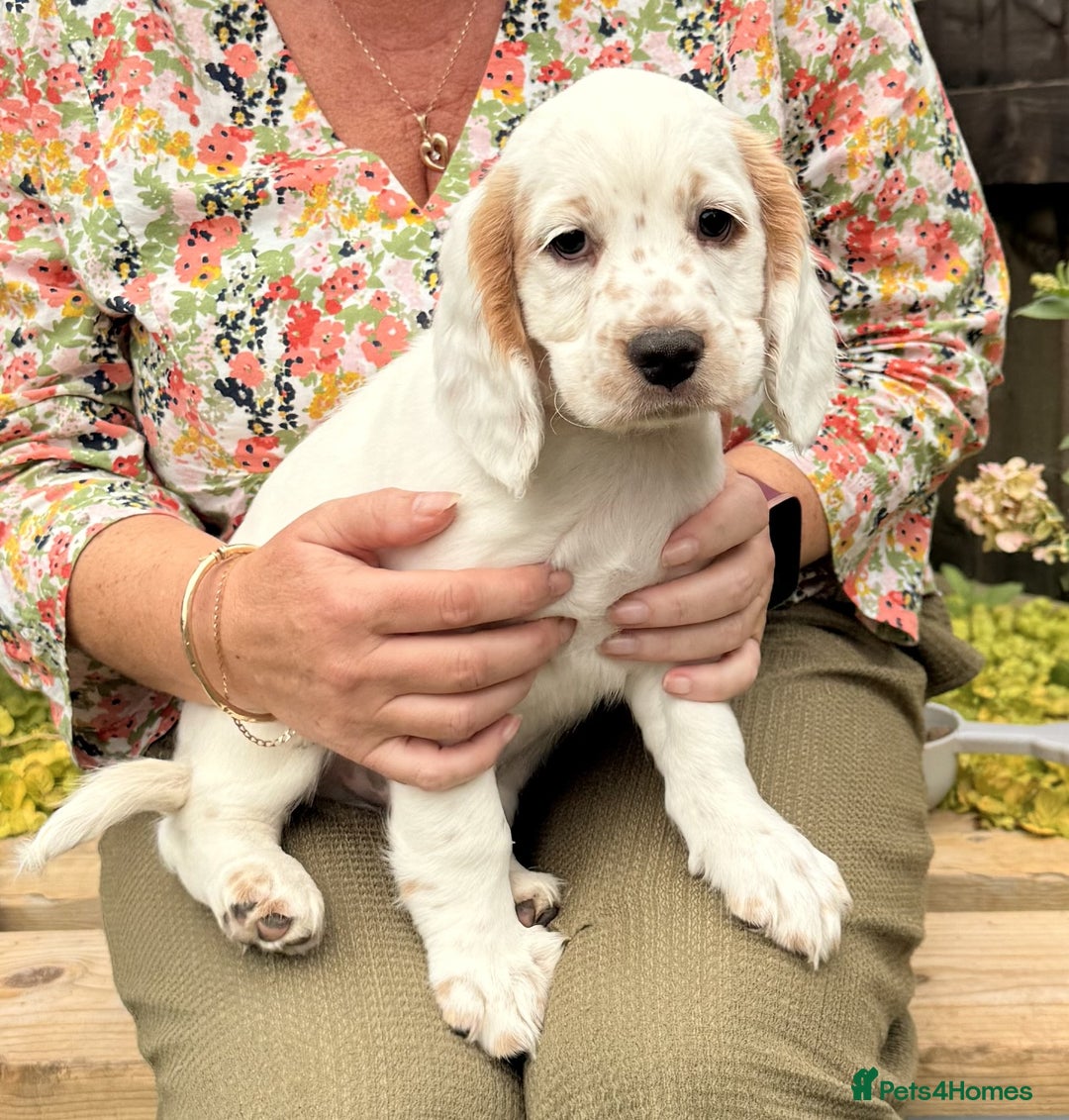 Sprocker dogs for sale: Sprockers For Sale  - Image 6