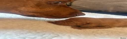 Hungarian Vizsla dogs for sale: Stunning Hungarian vizsla puppies x9 - Advert 24