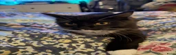 Mixed Breed cats for sale: Two cats for rehome  in Swadlincote - Advert 5