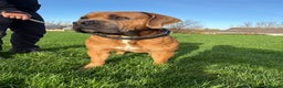 Boerboel dogs for sale: QUALITY NABBR REGISTERED PUPS!  - Advert 13