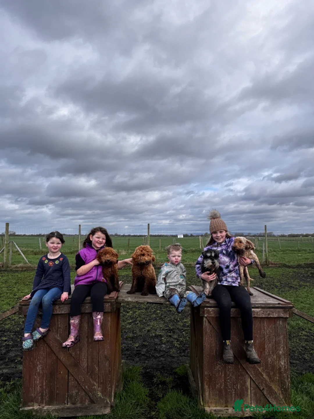 Cockapoo dogs for sale: Male 7 month old cockapoo  - Advert 3