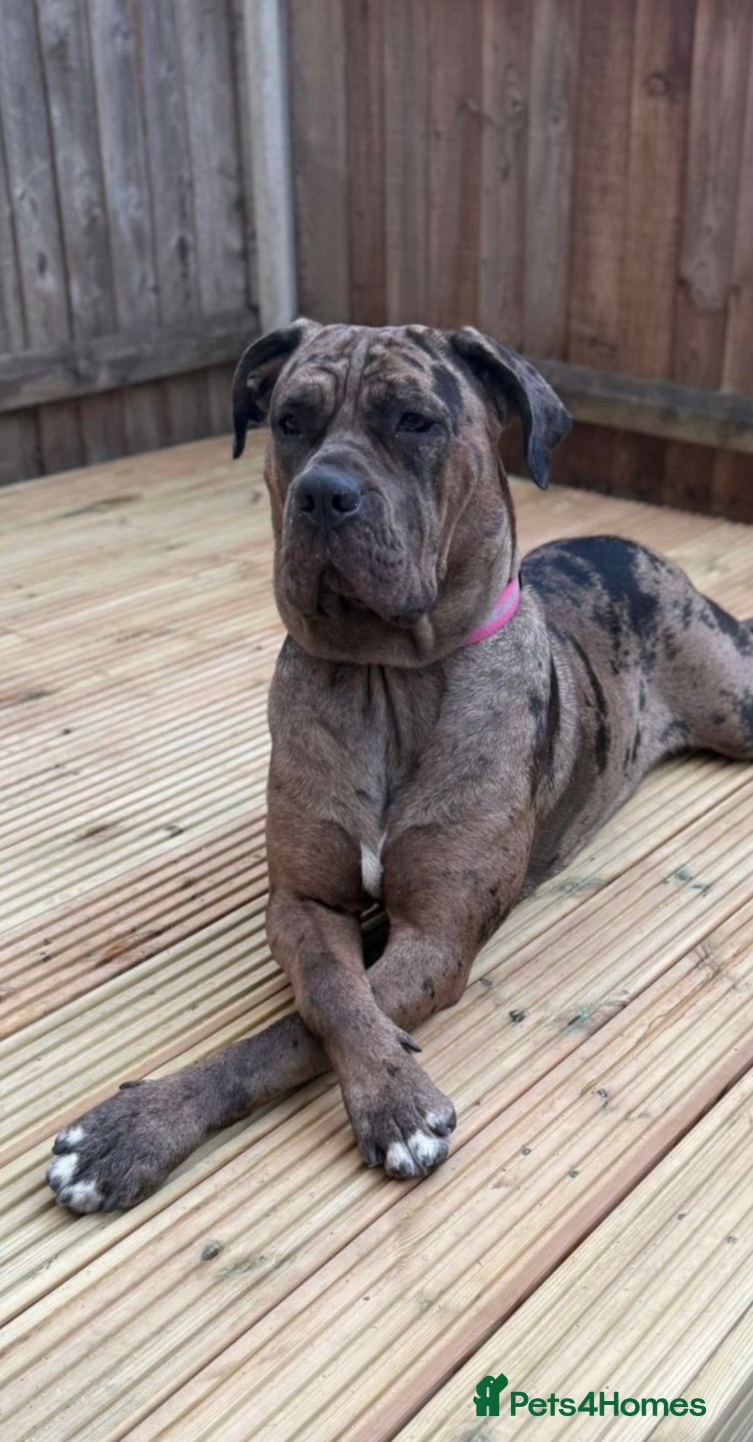Cane Corso dogs for sale: Beautiful Cane Corso Puppies. - Advert 2
