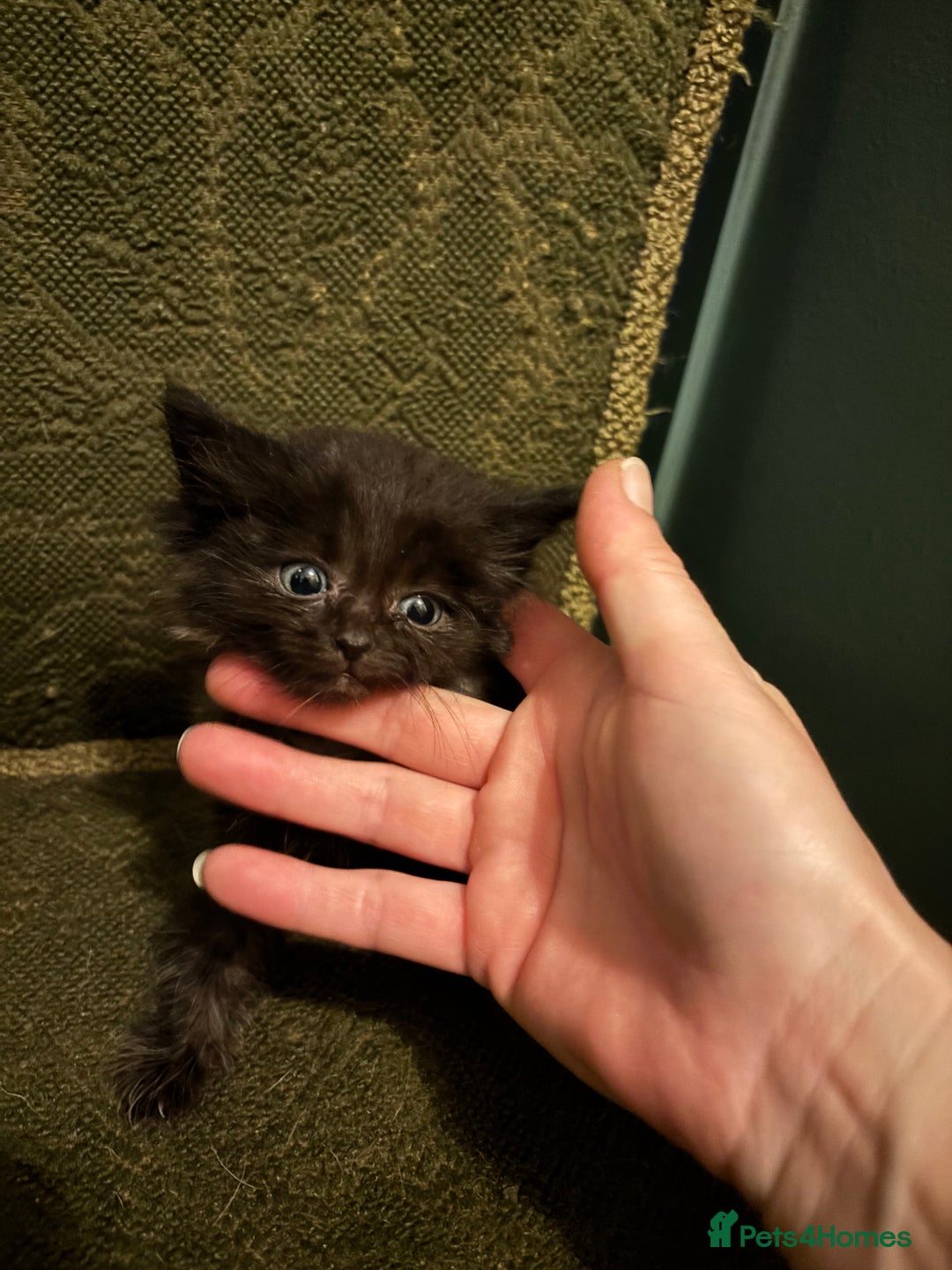 Ragdoll cats for sale: Ragdoll x - Advert 4