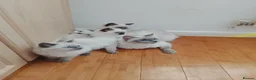 Ragdoll cats for sale: 5 Ragdoll cats are waiting to be adopted. in Liverpool - Advert 1