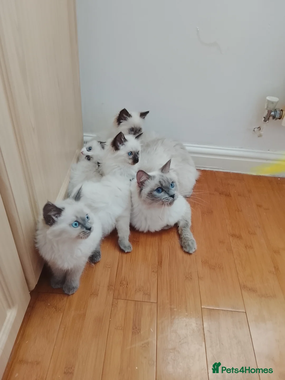 Ragdoll cats for sale: 5 Ragdoll cats are waiting to be adopted. in Liverpool - Advert 1