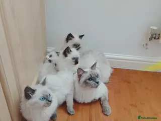 Ragdoll cats 5 Ragdoll cats are waiting to be adopted. - Advert 14