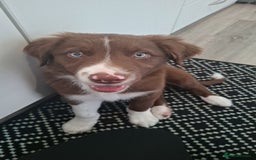 Border Collie dogs for sale: Marley  - Image 1