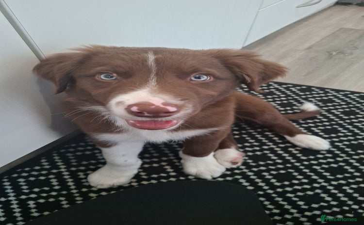 Border Collie dogs - Advert 15