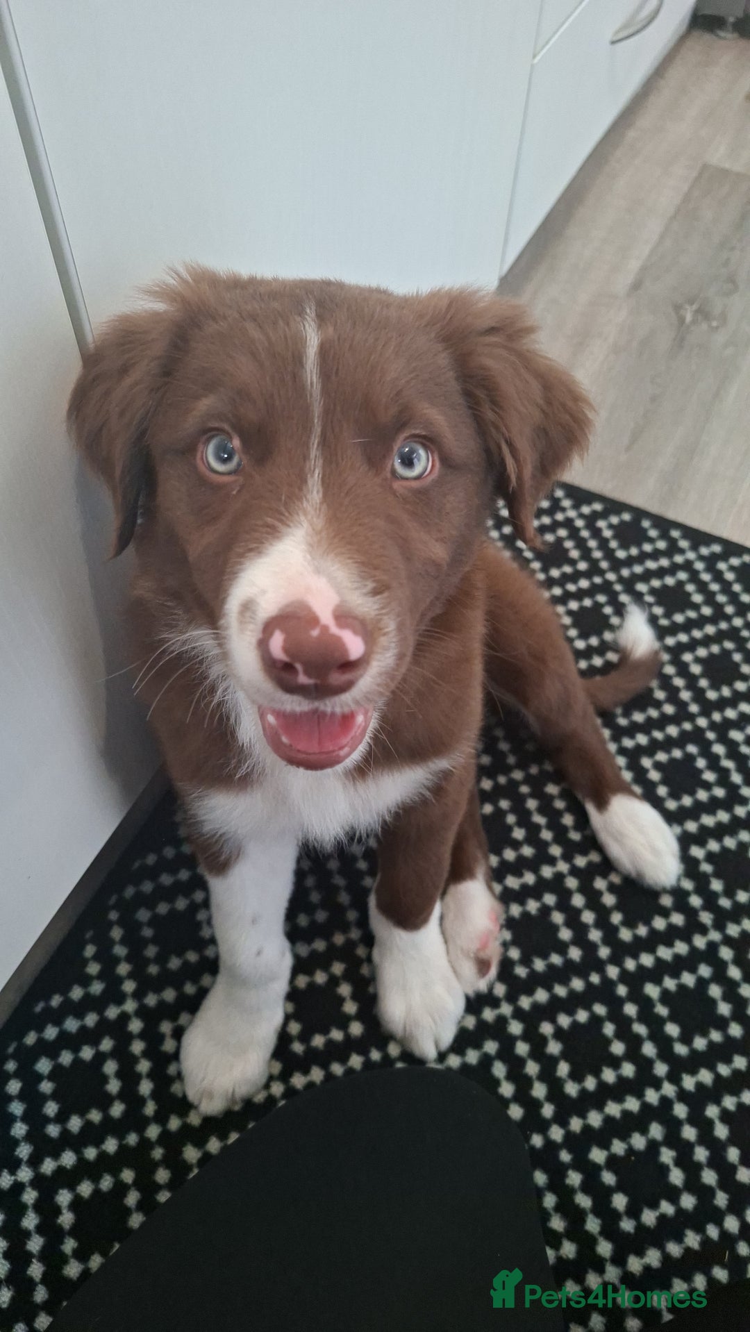 Border Collie dogs for sale: Marley  - Image 1