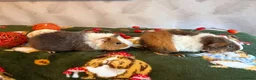 Guinea Pig rodents for sale: Beautiful pure Teddy guinea pigs  - Advert 15