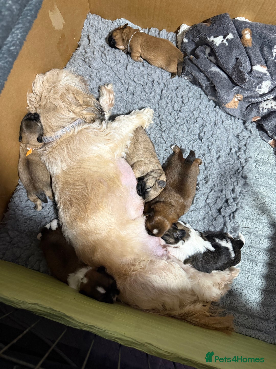 Shih Tzu dogs for sale: Shih Tzu’s  - Advert 10