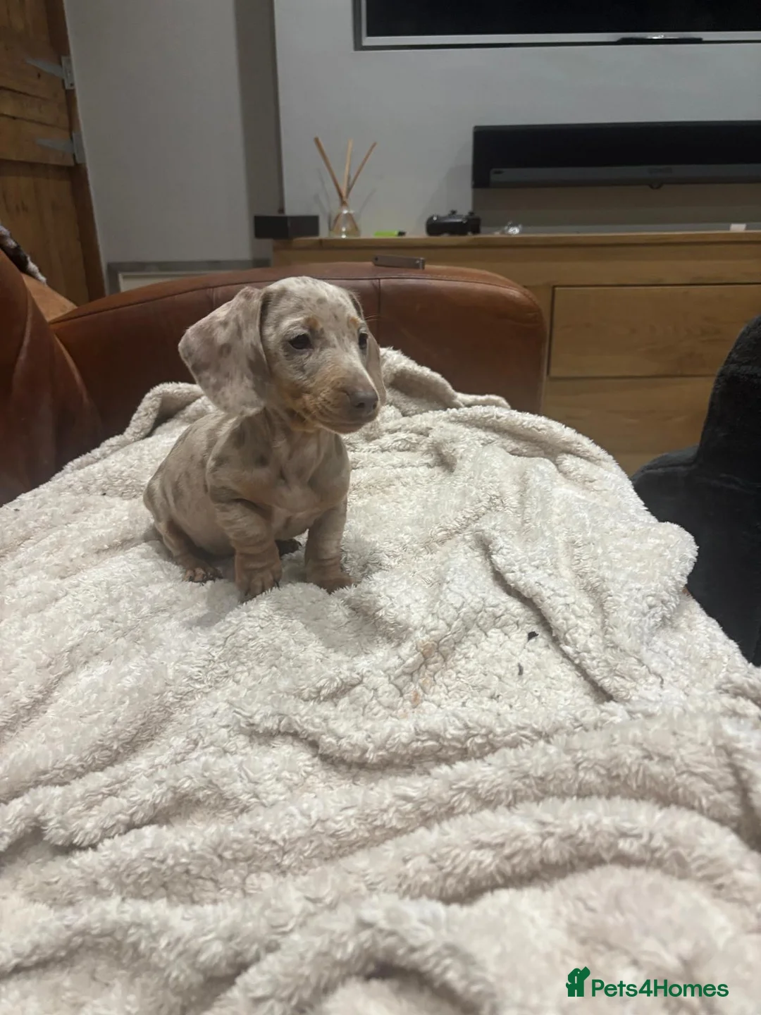 Miniature Dachshund dogs for sale: Miniature Dachsunds  - Advert 8