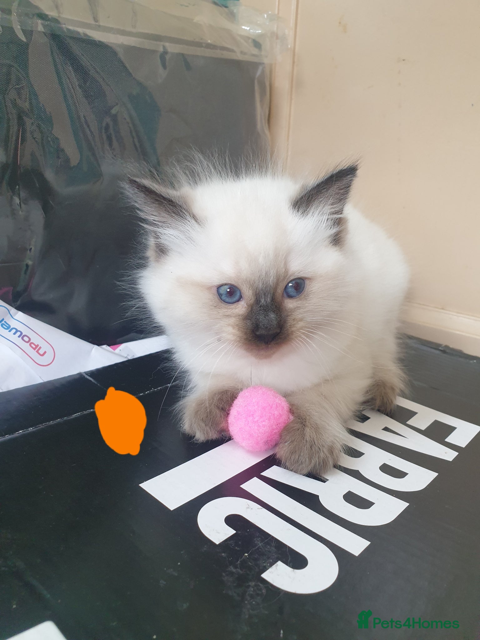 Ragdoll cats for sale: Ragdoll fluffy kittens x 4 chocolate seal point - Advert 12