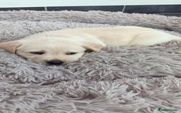Labrador Retriever dogs for sale: Labrador puppies  - Image 14