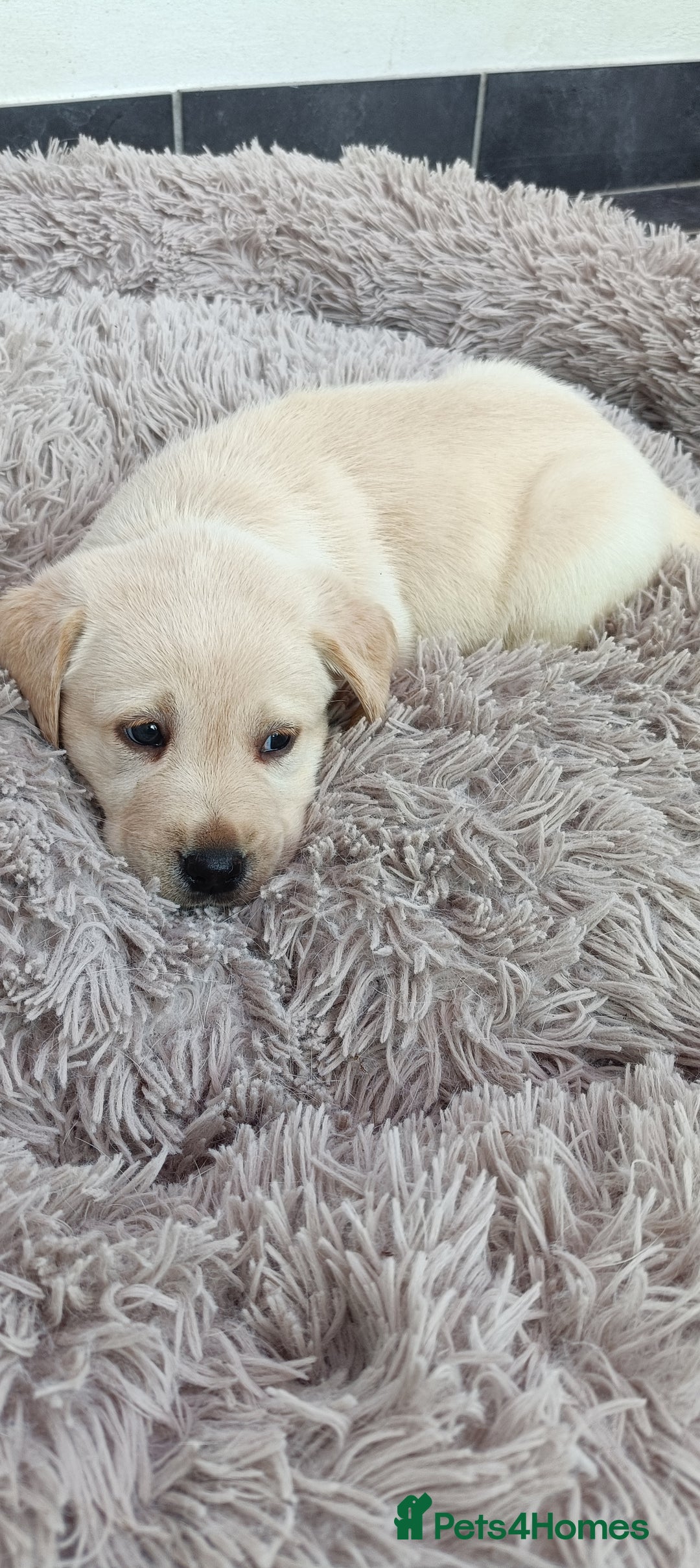 Labrador Retriever dogs for sale: Labrador puppies  - Image 14