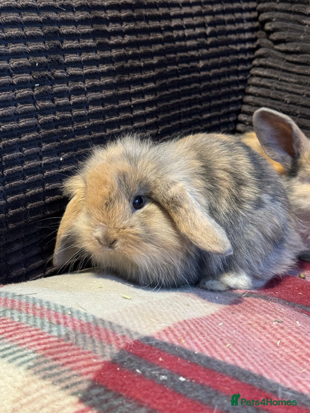Mini Lop rabbits for sale: Gorgeous lop eared bunnies - Image 5