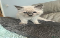 Ragdoll cats for sale: Rag doll kittens  - Image 3