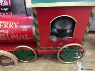 Pomeranian dogs Show quality tiny beautiful show stopper poms 💙🩷 - Advert 15