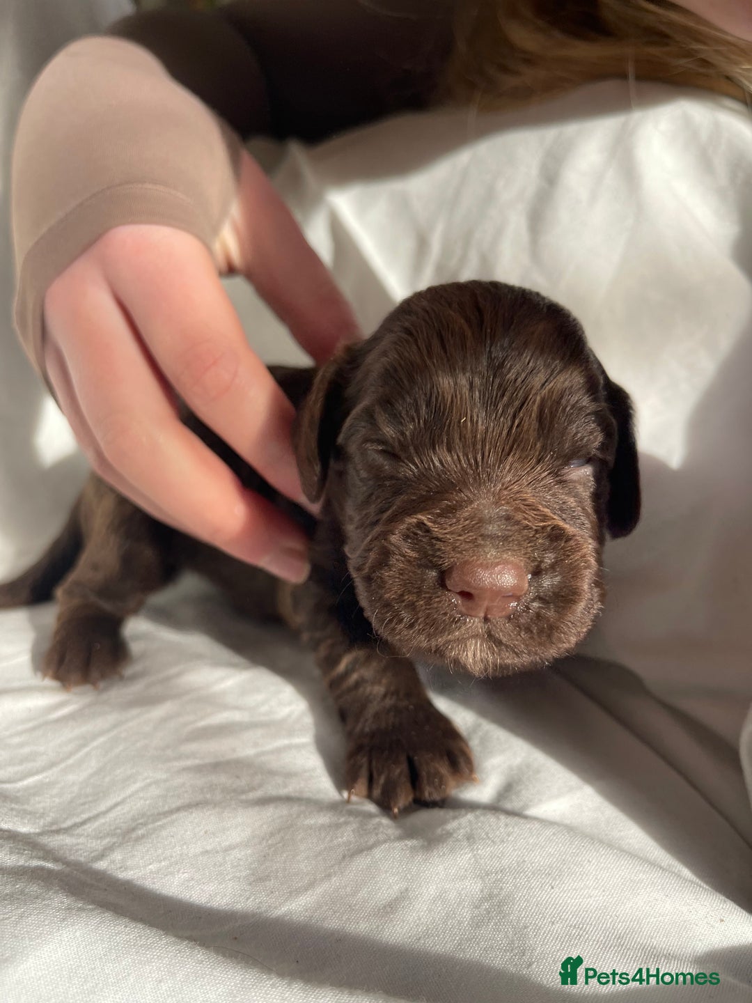 Cocker Spaniel dogs for sale: Cocker Spaniel puppies - Advert 7