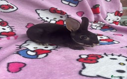 Rex rabbits for sale: Baby rex rabbits - ready to go - Image 8