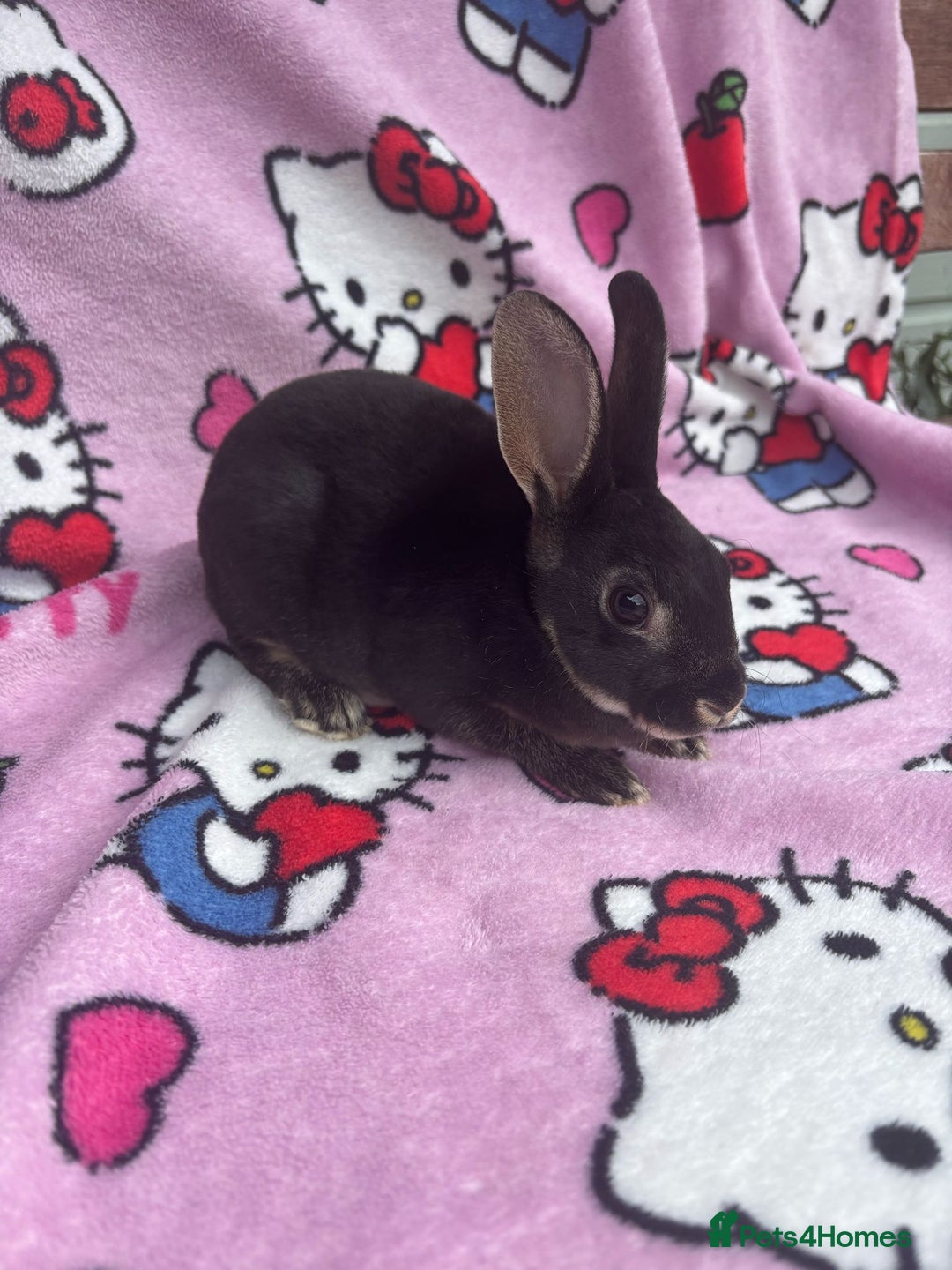Rex rabbits for sale: Baby rex rabbits - ready to go - Image 8