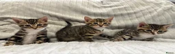 Bengal cats for sale: Bengal Kittens in West Bromwich - Advert 11