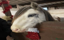 Irish Cob horses for sale: 12.3 Cob Pony - Image 1