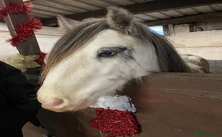 Irish Cob horses - Advert 1