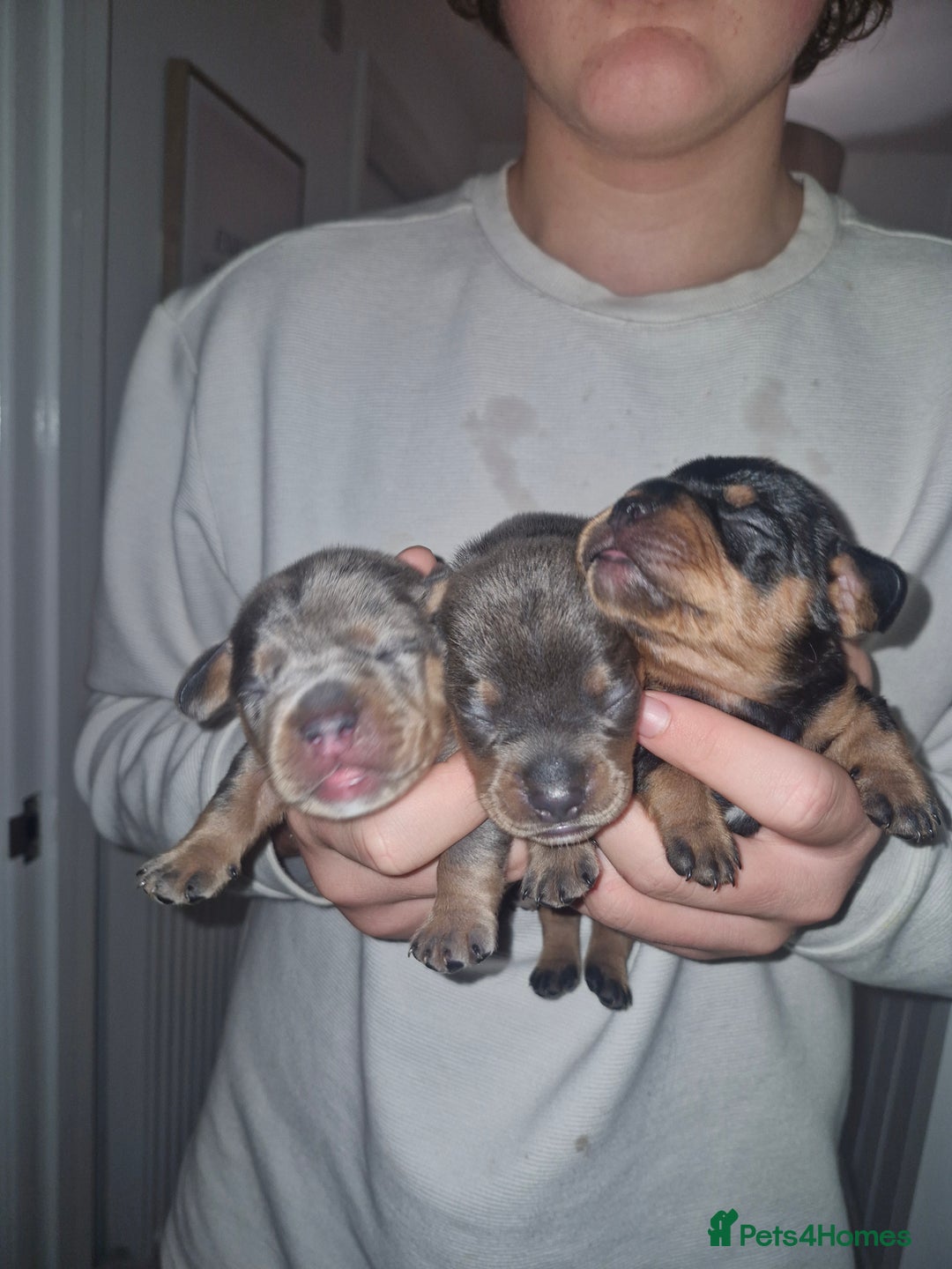 Mixed Breed dogs for sale: French Bull Wieners - Advert 2