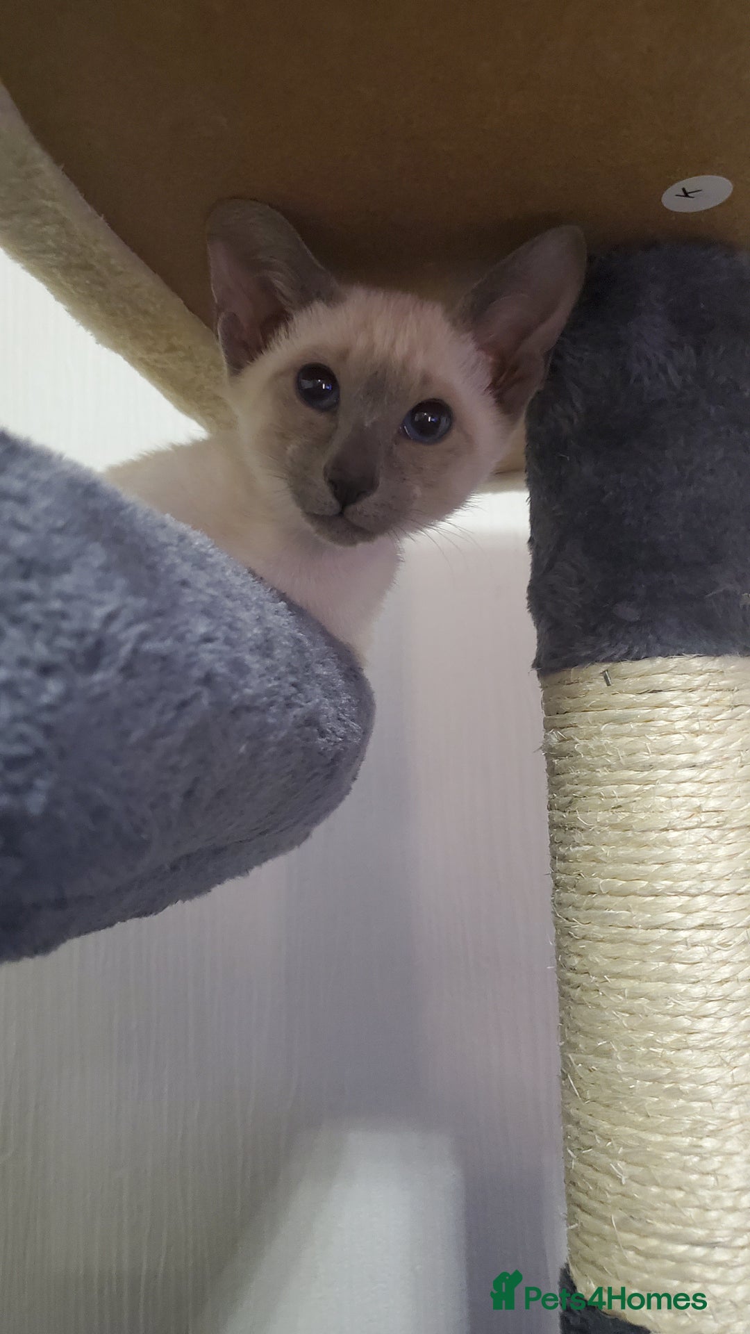 Siamese cats for sale: stunning Siamese Kittens  - Advert 6