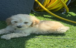 Goldendoodle dogs for sale: F1B GOLDENDOODLE PUPPIES 2 BOYS AVAILABLE  in Farnham - Image 24