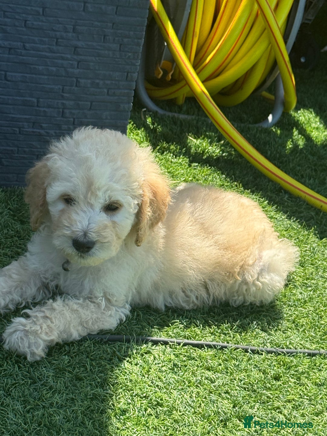 Goldendoodle dogs for sale: F1B GOLDENDOODLE PUPPIES 2 BOYS AVAILABLE  in Farnham - Image 24