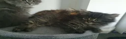 Mixed Breed cats for sale: 9 week old tabby female - Advert 5