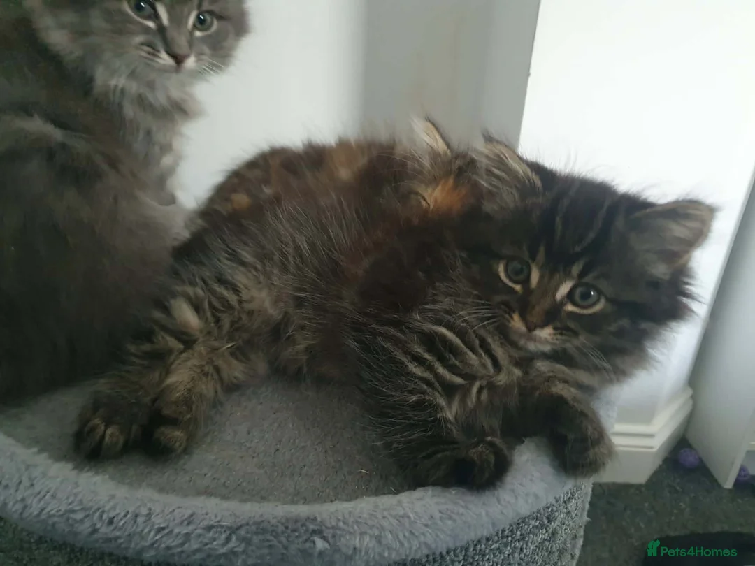 Mixed Breed cats for sale: 9 week old tabby female - Advert 5