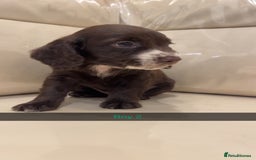 Cocker Spaniel dogs for sale: Cocker spaniel puppies  - Image 11