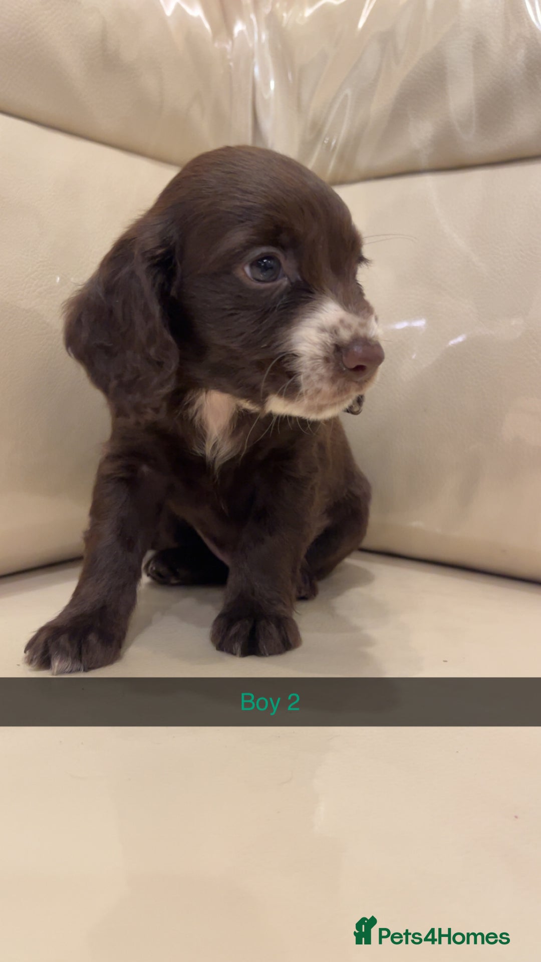 Cocker Spaniel dogs for sale: Cocker spaniel puppies  - Image 11